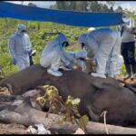 Bentang Alam Seblat Berpotensi Jadi Kuburan Massal Gajah dan Harimau Sumatera