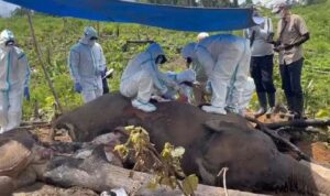 Bentang Alam Seblat Berpotensi Jadi Kuburan Massal Gajah dan Harimau Sumatera