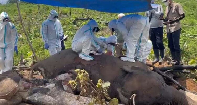 Bentang Alam Seblat Berpotensi Jadi Kuburan Massal Gajah dan Harimau Sumatera