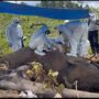 Bentang Alam Seblat Berpotensi Jadi Kuburan Massal Gajah dan Harimau Sumatera
