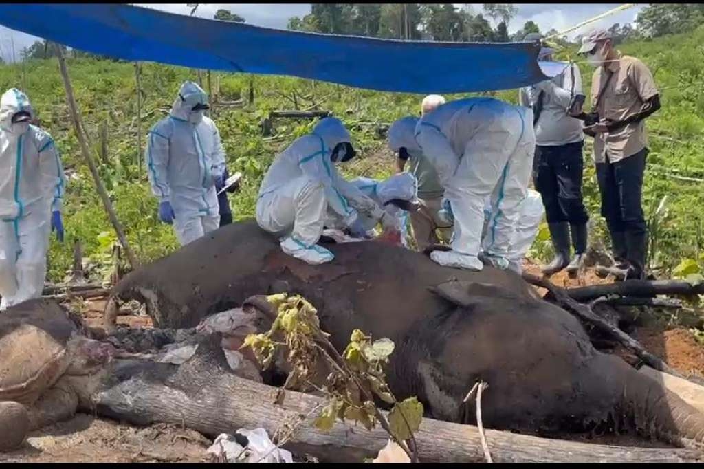 Bentang Alam Seblat Berpotensi Jadi Kuburan Massal Gajah dan Harimau Sumatera