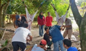 Idul Adha 1447 H, Masjid Baitut Ta'ibiin Blitar Salurkan Ratusan Kantong Daging Kurban Kades Gaprang Asharul Fahruda (kaos warna)dan Drh Ovi Prudenta usai monitoring hewan qurban
