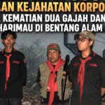 Mahupala UNIB Desak Usut Kejahatan Korporasi di Balik Kematian Gajah dan Harimau Seblat Mahupala UNIB Desak Usut Kejahatan Korporasi di Balik Kematian Gajah dan Harimau Seblat