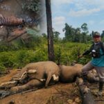 Prahara Bentang Sebelat: Kapolda Instruksikan Usut Kematian Gajah dan Harimau