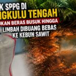 Sidak SPPG di Bengkulu Tengah Temukan Beras Busuk Hingga Limbah Dibuang Bebas ke Kebun Sawit