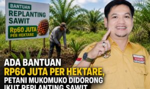 Ada Bantuan Rp60 Juta Per Hektare, Petani Mukomuko Didorong Ikut Replanting Sawit