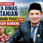 Waka I DPRD Mukomuko Minta Dinas Pertanian Buru Dana Pusat untuk Program Bawang Waka I DPRD Mukomuko Minta Dinas Pertanian Buru Dana Pusat untuk Program Bawang