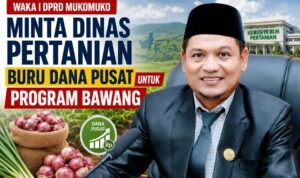 Waka I DPRD Mukomuko Minta Dinas Pertanian Buru Dana Pusat untuk Program Bawang Waka I DPRD Mukomuko Minta Dinas Pertanian Buru Dana Pusat untuk Program Bawang