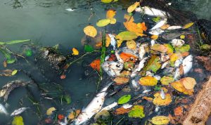 Viral Dugaan Pencemaran Sungai Pring, DLH Seluma, Lokasi di Foto Tak Ditemukan