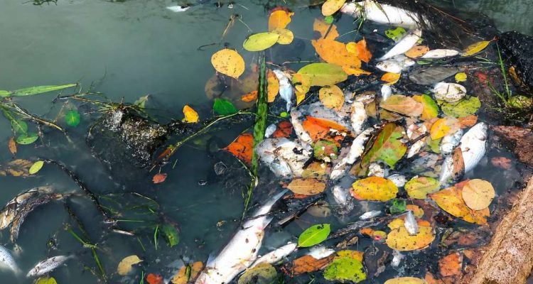Viral Dugaan Pencemaran Sungai Pring, DLH Seluma, Lokasi di Foto Tak Ditemukan