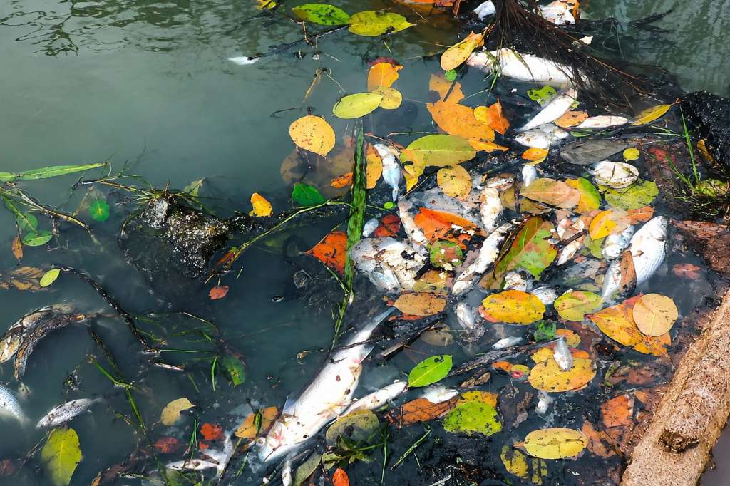 Viral Dugaan Pencemaran Sungai Pring, DLH Seluma, Lokasi di Foto Tak Ditemukan