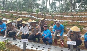 Polres Lebong Dorong Swasembada Bawang Putih Lewat Tanam Serentak Polres Lebong Dorong Swasembada Bawang Putih Lewat Tanam Serentak