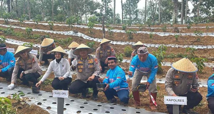 Polres Lebong Dorong Swasembada Bawang Putih Lewat Tanam Serentak Polres Lebong Dorong Swasembada Bawang Putih Lewat Tanam Serentak