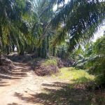PT DDP Disorot, Diduga Lampaui Luasan Izin HGU Seluas 326 Hektare Hingga Masuk HPT PT DDP Disorot, Diduga Lampaui Luasan Izin HGU Seluas 326 Hektare Hingga Masuk HPT