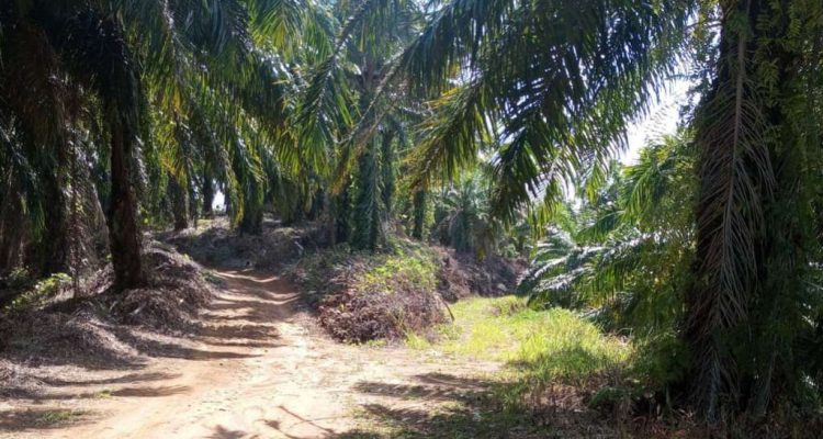 PT DDP Disorot, Diduga Lampaui Luasan Izin HGU Seluas 326 Hektare Hingga Masuk HPT