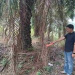 Setubuhi Anak Tiri Berulang Kali, Pria di Pagar Jati Bengkulu Tengah Diringkus Polisi