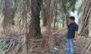 Setubuhi Anak Tiri Berulang Kali, Pria di Pagar Jati Bengkulu Tengah Diringkus Polisi