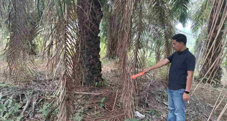 Setubuhi Anak Tiri Berulang Kali, Pria di Pagar Jati Bengkulu Tengah Diringkus Polisi