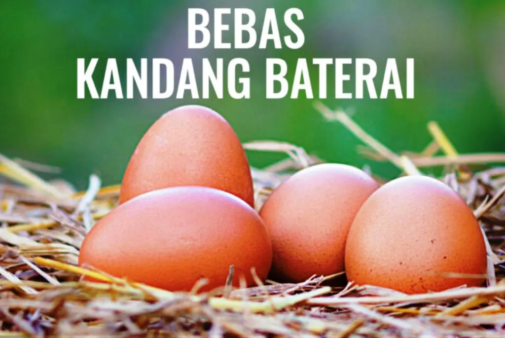 Indeks Ekuitas Terbaru, Peringkat Perusahaan Makanan Terhadap Telur Bebas Kandang Baterai