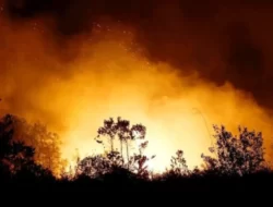 Perkara Mau Buat Kopi, Satu Kawasan Hutan Habisâ Terbakar