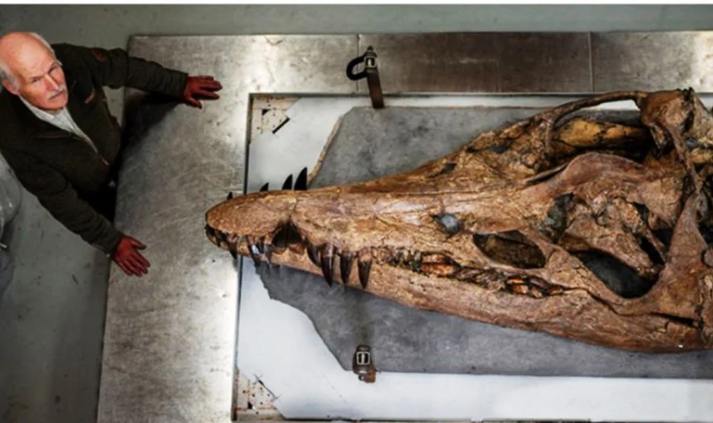 Penemuan Fosil Pliosaurus Raksasa, Monster Laut Terungkap Di Pesisir Dorset
