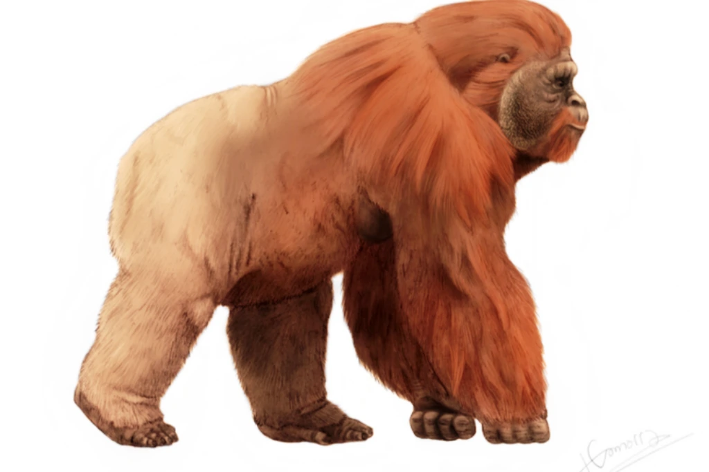 Misteri Kepunahan Gigantopithecus Terungkap, Ini Studi Terbaru Tentang Detail Primata