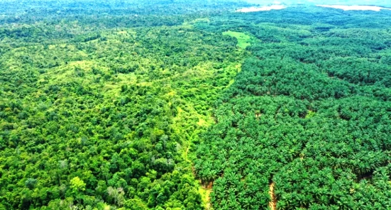 Tanggapan Ketua Komisi I Terkait Hutan Bengkulu Yang Alami Penurunan