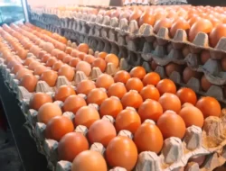 Dari Beras Hingga Telur, Sejumlah Harga Pangan Alami Kenaikan Hari Ini