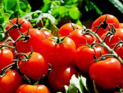Harga Tomat Alami Kenaikan Di Ternate, Cabe Dan Bawang Masih Stagnan