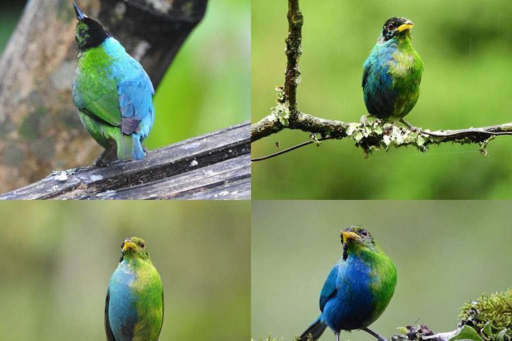 Mengenal Green Honeycreeper Kolombia, Burung Langka Dengan Kromosom Ganda
