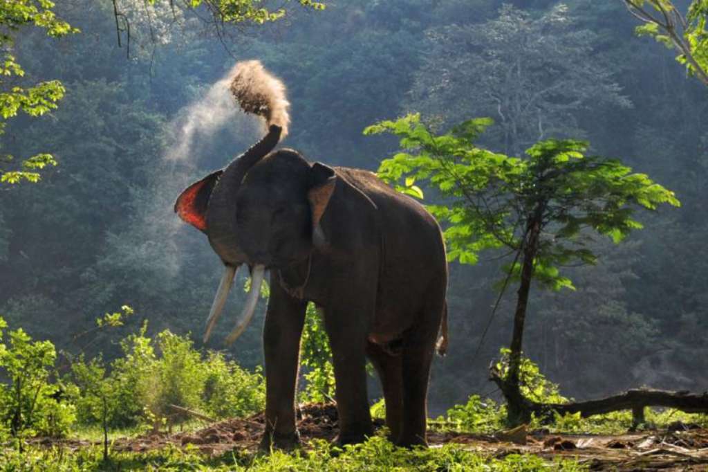Konflik Manusia-Gajah Mencapai Puncak Di Tanjung Jabung Barat