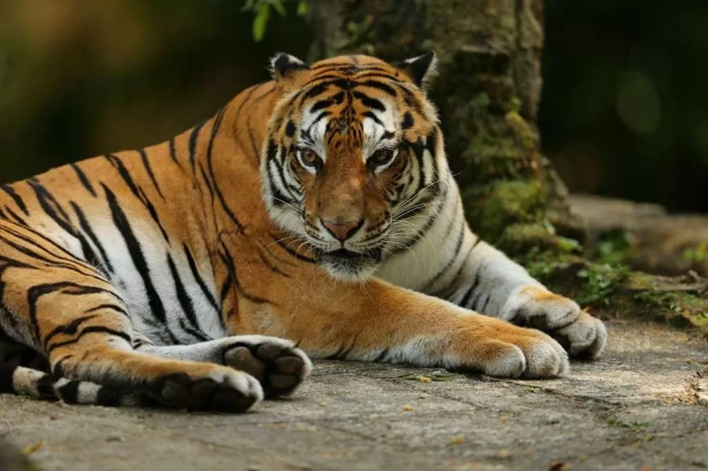 Serangan Harimau Sumatera Di Lampung Barat, Korban Terus Bertambahâ 