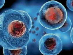 Jadi Harapan Baru Dalam Mengatasi Kanker Darah, Apa Itu Stem Cell?