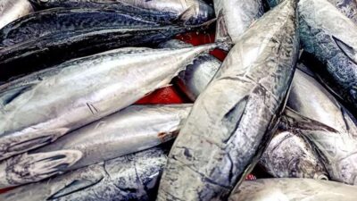 Tips Penting Memilih Ikan Tongkol Agar Terhindar Dari Racun Histamin