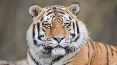 Diserang Harimau, Pria Asal Riau Tewas Dengan Kepala Terputus