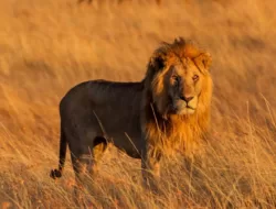 Dari Singa Hingga Anjing, Ini Perbedaan Strategi Berburu Di Dunia Binatang
