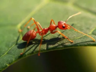 Semut merah