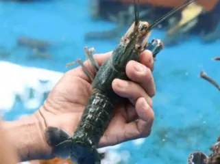 Budidaya Udang Lobster (Foto: Liputan6)