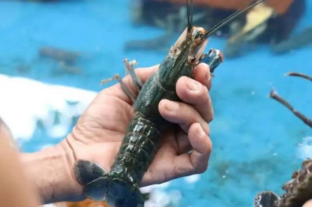 Modus Kerjasama Budidaya Udang Lobster, ASN di Bengkulu Dilaporkan ke Polisi