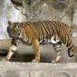 Si Manis, Harimau Sumatera Betina Ditemukan Mati di Medan Zoo