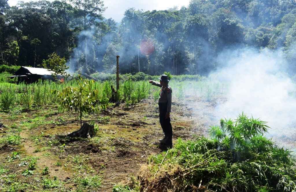 Polres Aceh Barat Berhasil Ungkap 32 Hektar Ladang Ganja 