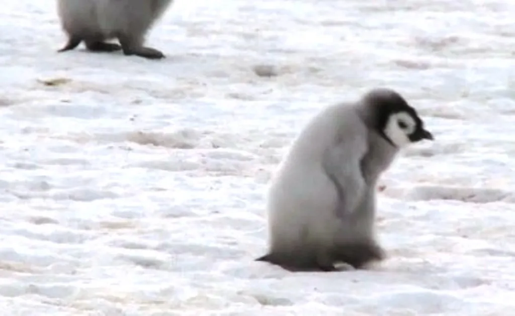 Perubahan Iklim Di Antartika Sebabkan Penguin Kaisar Gagal Berkembang Biak