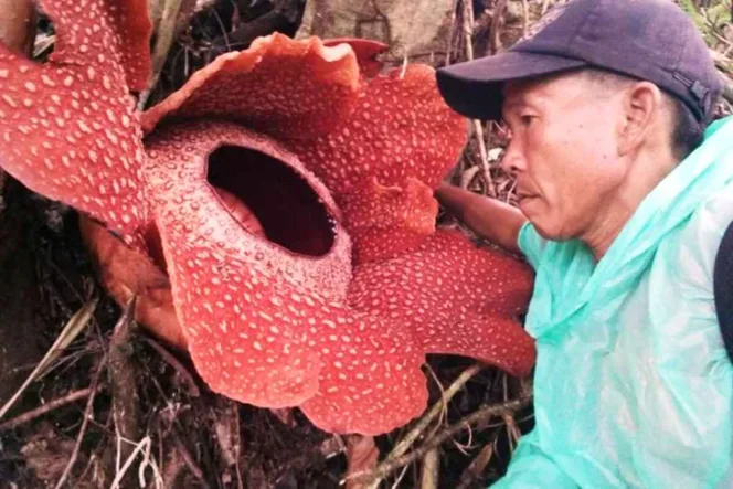 
					Rafflesia Arnoldi berkelopak enam mekar di Seluma