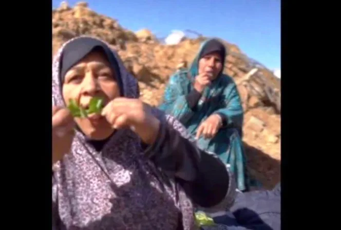 
Warga Gaza yang sedang makan rumput