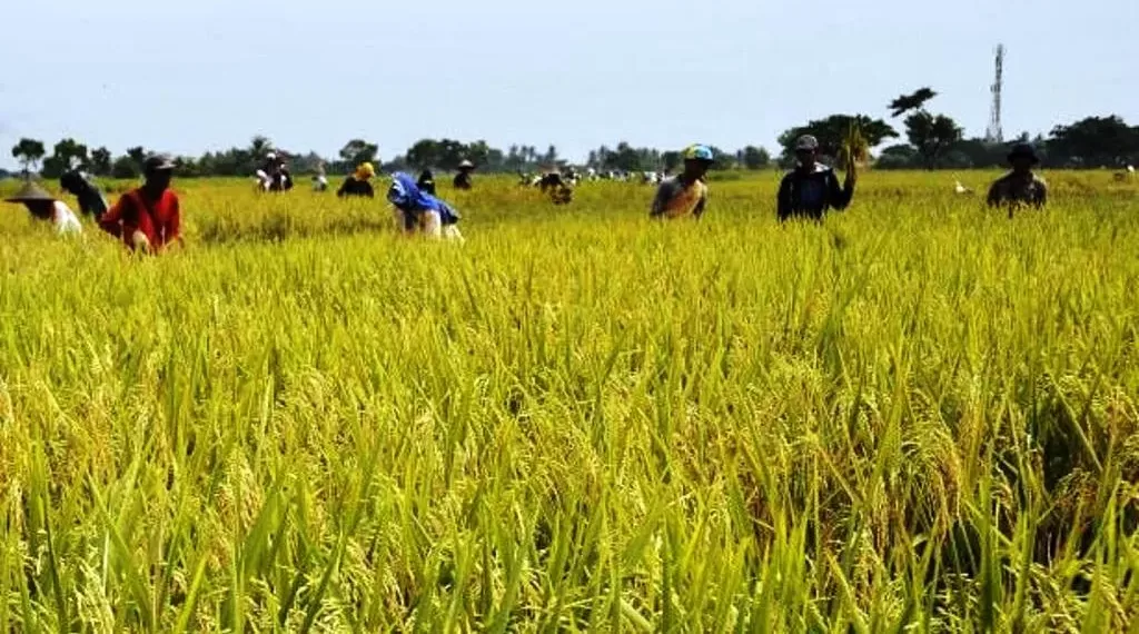 Lahan Pertanian Edi Tiger Khawatirkan Regenerasi Profesi Petani Di Provinsi Bengkulu