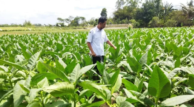 Tembakau di Kabupaten Blitar