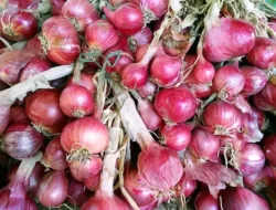 Harga Bawang Merah Lonjak 100% Di Aceh Singkil Jelang Natal