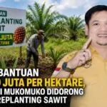 Ada Bantuan Rp60 Juta Per Hektare, Petani Mukomuko Didorong Ikut Replanting Sawit Ada Bantuan Rp60 Juta Per Hektare, Petani Mukomuko Didorong Ikut Replanting Sawit