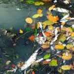 Viral Dugaan Pencemaran Sungai Pring, DLH Seluma, Lokasi di Foto Tak Ditemukan