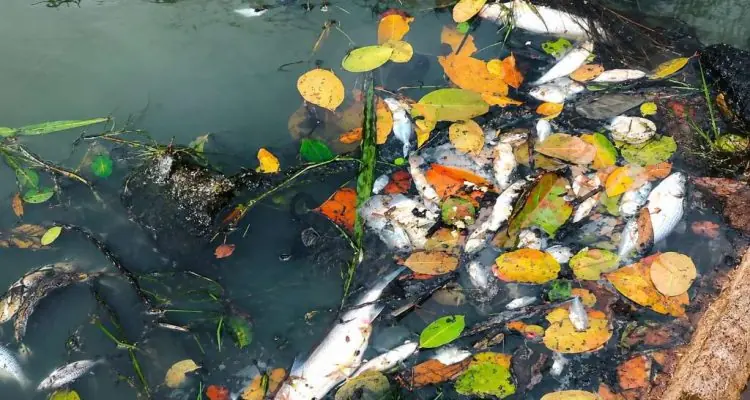 Viral Dugaan Pencemaran Sungai Pring, DLH Seluma, Lokasi di Foto Tak Ditemukan Viral Dugaan Pencemaran Sungai Pring, DLH Seluma, Lokasi di Foto Tak Ditemukan